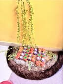 Colour Pop Decorative Diyas 1